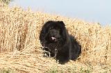 CHOW CHOW 012